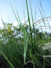 Дыбка степная 007